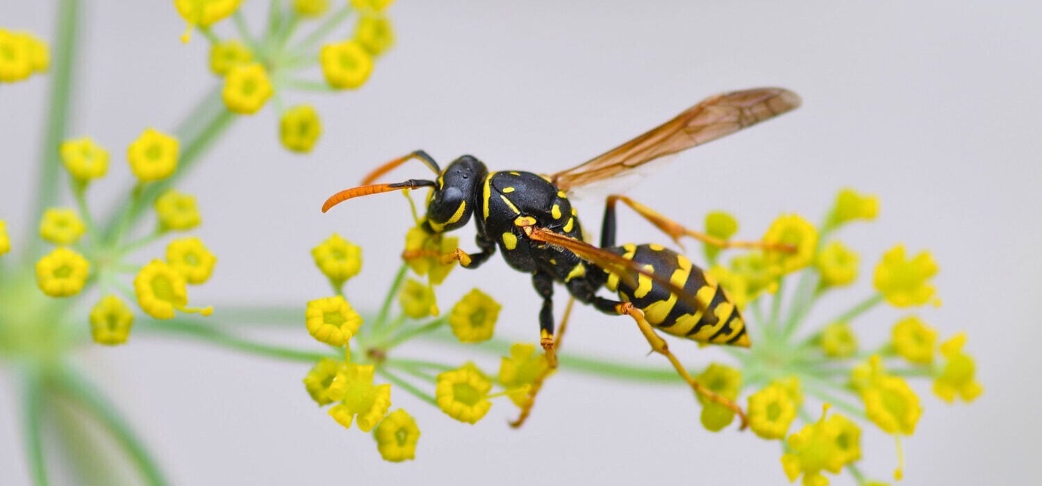 Wasp on a flower