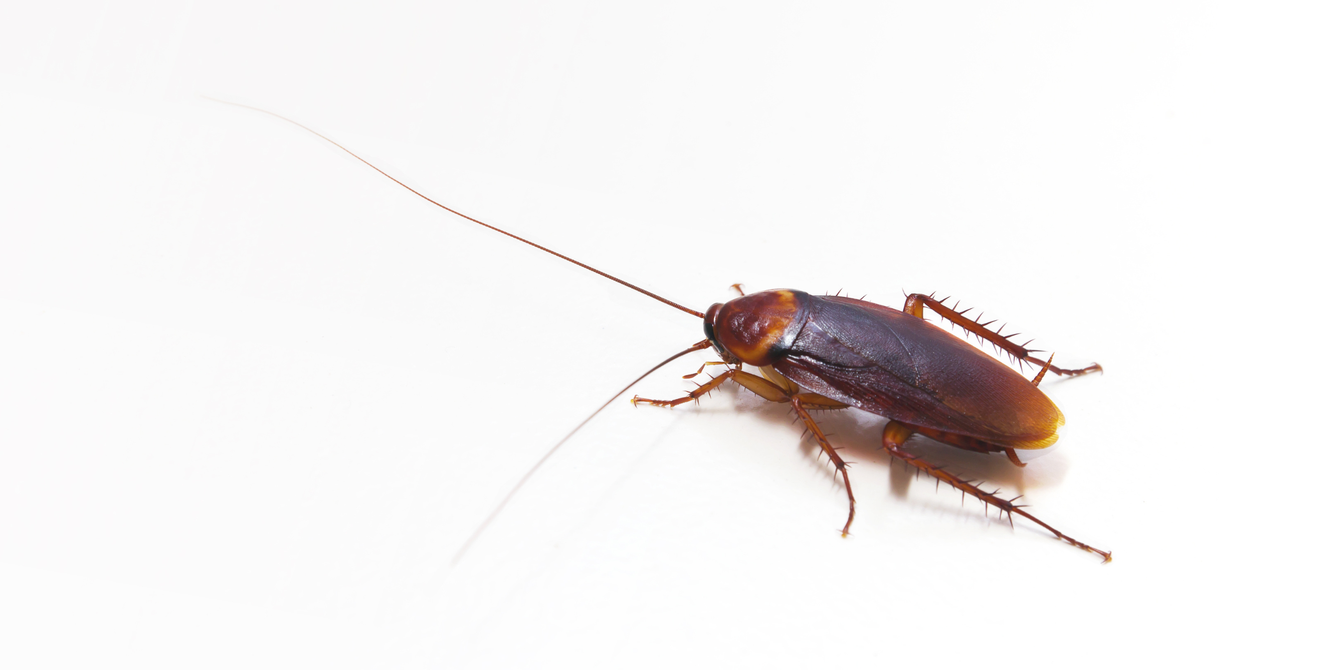 American Cockroach