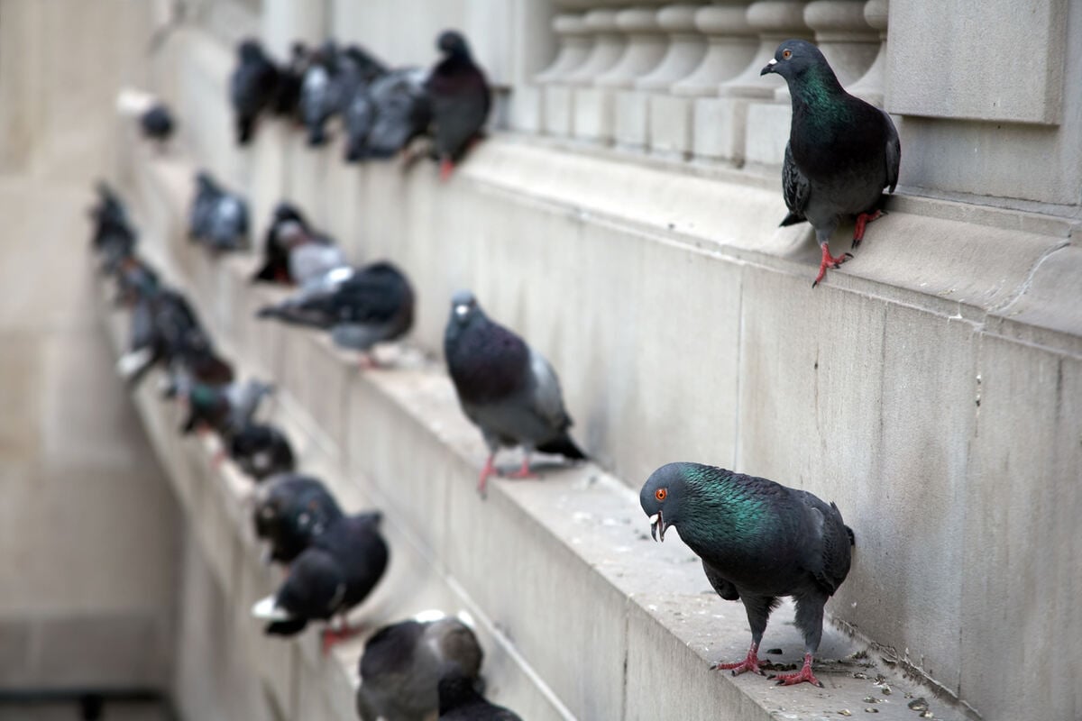 City Pigeons
