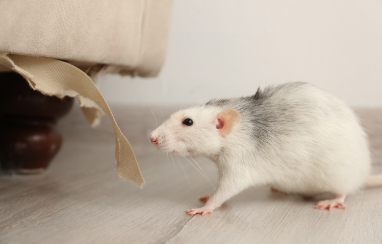 A rat in a living room