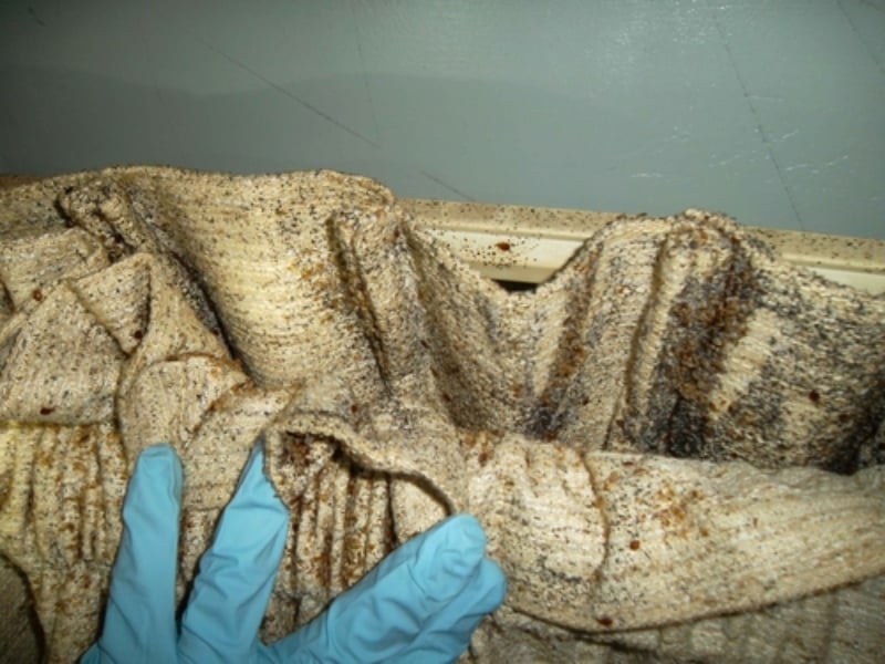 Bedbug-Removal
