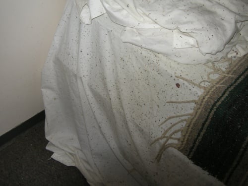 bedbugs-control-services