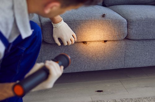 cockroach-control-services-near-me