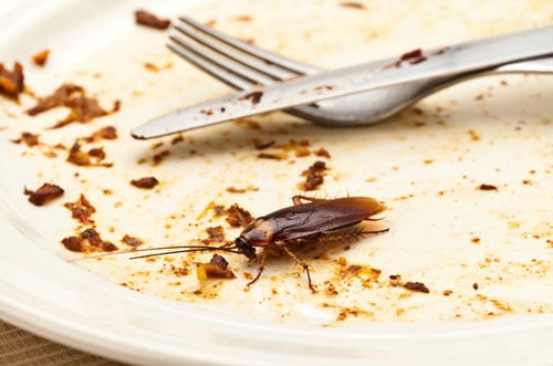 cockroach-pest-control-services