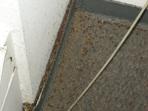 remove-bedbugs