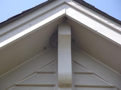 bee-and-wasp-removal-service