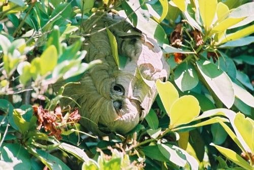 hornet-nest-removal
