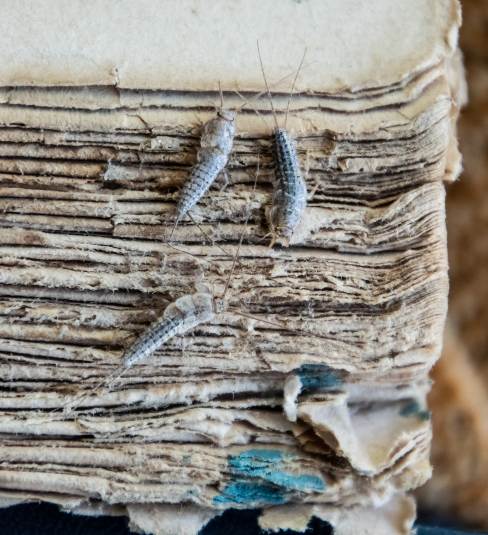 Silverfish are gnawing through the paper
