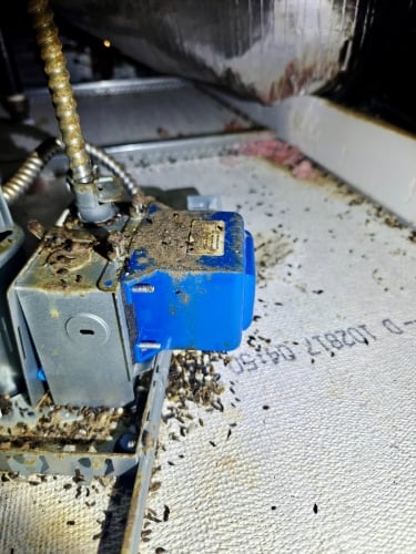 Signs-of-rodent-infestation