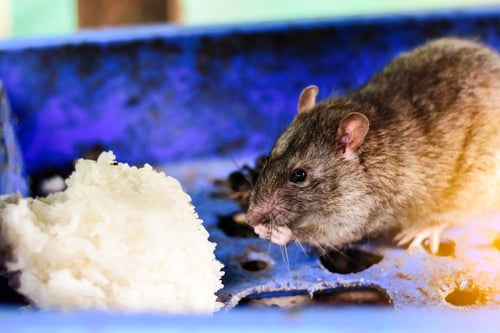 rodent-infestation-health-risks