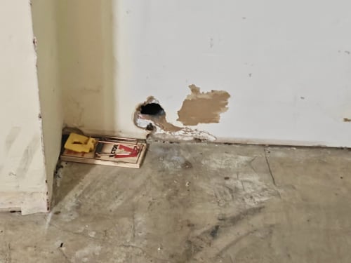 top-rated-pest-control-service