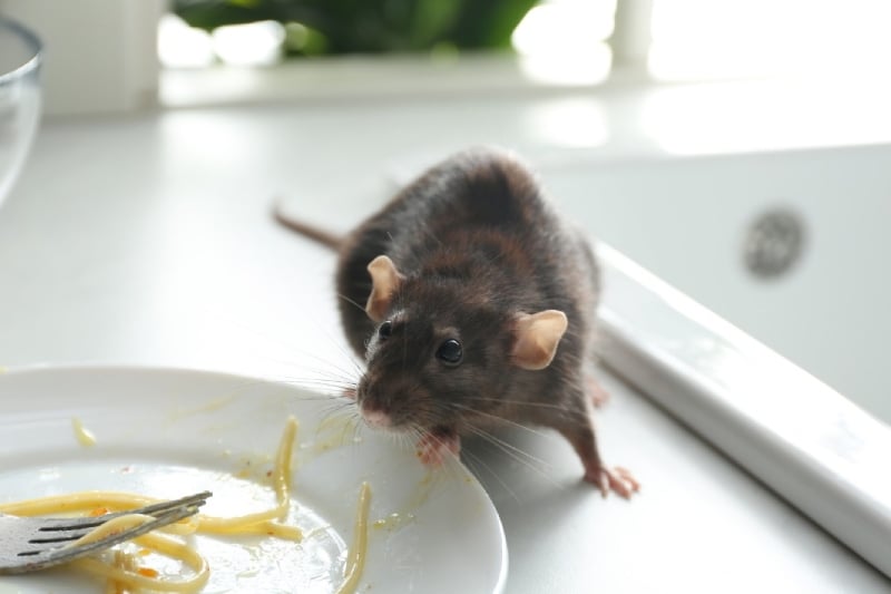 Seasonal-pest-control