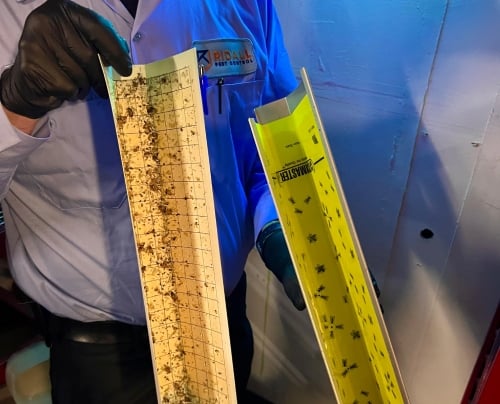 rodent-control-Delta