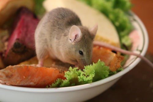 pest-control-for-restaurants-near-me